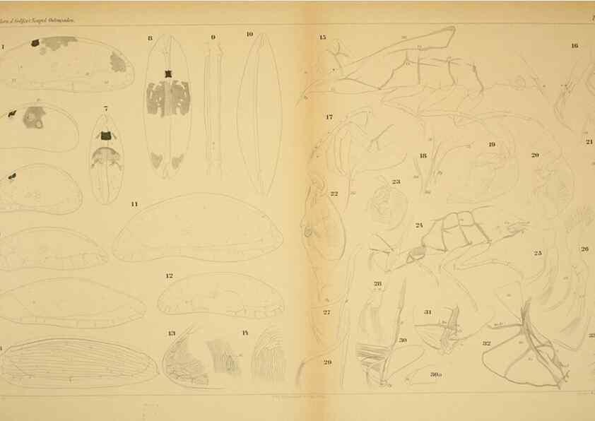 Reproducción/Reproduction 7448767874: Die ostracoden des golfes von Neapel und der angrenzenden meeres-abschnitte. Berlin,R. Friedlander,1894.