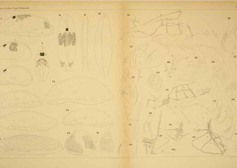 Reproducción/Reproduction 7448767874: Die ostracoden des golfes von Neapel und der angrenzenden meeres-abschnitte. Berlin,R. Friedlander,1894.
