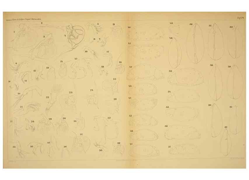 Reproducción/Reproduction 7448770748: Die ostracoden des golfes von Neapel und der angrenzenden meeres-abschnitte. Berlin,R. Friedlander,1894.