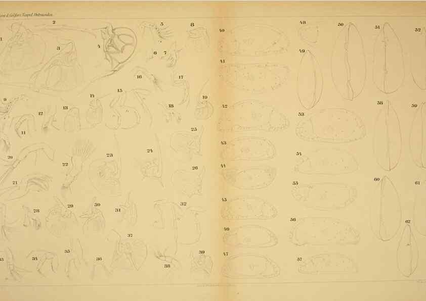 Reproducción/Reproduction 7448770748: Die ostracoden des golfes von Neapel und der angrenzenden meeres-abschnitte. Berlin,R. Friedlander,1894.