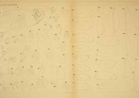 Reproducción/Reproduction 7448770748: Die ostracoden des golfes von Neapel und der angrenzenden meeres-abschnitte. Berlin,R. Friedlander,1894.
