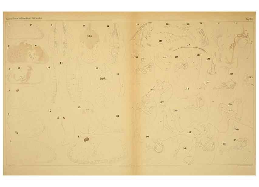 Reproducción/Reproduction 7448772216: Die ostracoden des golfes von Neapel und der angrenzenden meeres-abschnitte. Berlin,R. Friedlander,1894.