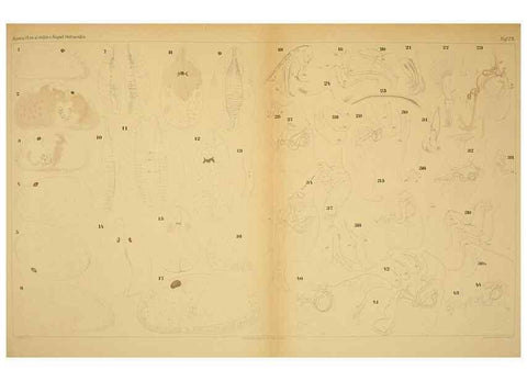 Reproducción/Reproduction 7448772216: Die ostracoden des golfes von Neapel und der angrenzenden meeres-abschnitte. Berlin,R. Friedlander,1894.