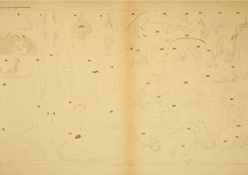 Reproducción/Reproduction 7448772216: Die ostracoden des golfes von Neapel und der angrenzenden meeres-abschnitte. Berlin,R. Friedlander,1894.