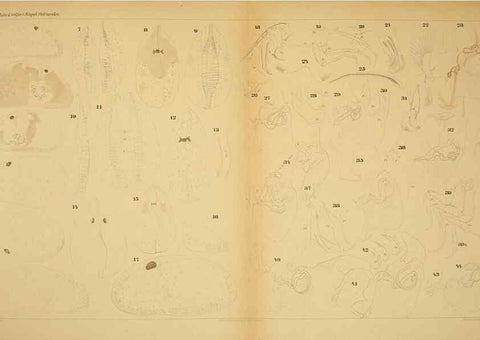 Reproducción/Reproduction 7448772216: Die ostracoden des golfes von Neapel und der angrenzenden meeres-abschnitte. Berlin,R. Friedlander,1894.