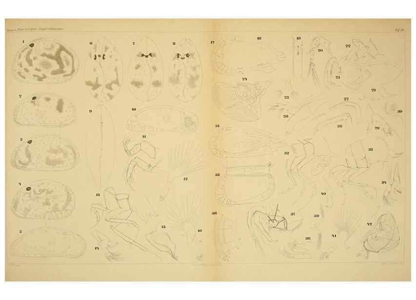 Reproducción/Reproduction 7448773390: Die ostracoden des golfes von Neapel und der angrenzenden meeres-abschnitte. Berlin,R. Friedlander,1894.