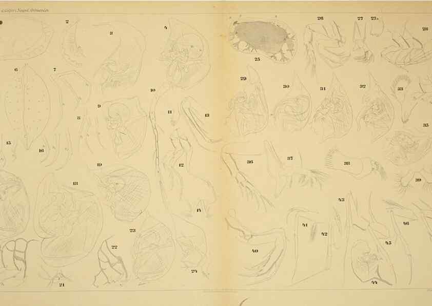 Reproducción/Reproduction 7448774584: Die ostracoden des golfes von Neapel und der angrenzenden meeres-abschnitte. Berlin,R. Friedlander,1894.