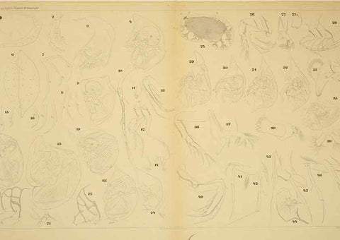 Reproducción/Reproduction 7448774584: Die ostracoden des golfes von Neapel und der angrenzenden meeres-abschnitte. Berlin,R. Friedlander,1894.