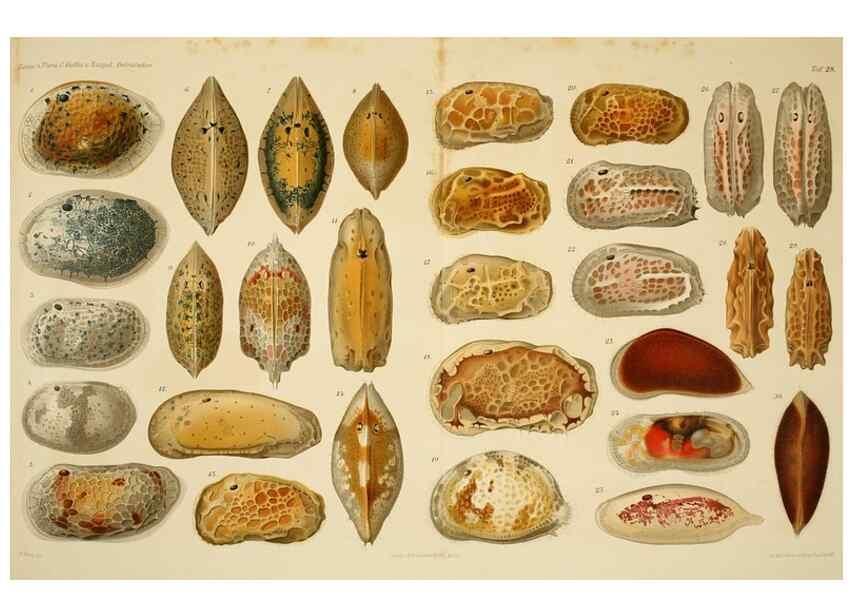 Reproducción/Reproduction 7448775724: Die ostracoden des golfes von Neapel und der angrenzenden meeres-abschnitte. Berlin,R. Friedlander,1894.