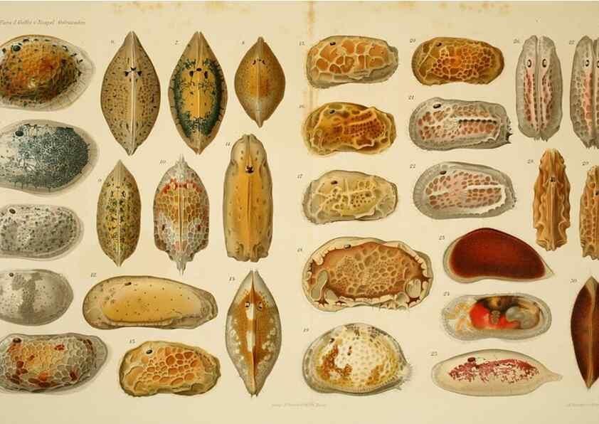 Reproducción/Reproduction 7448775724: Die ostracoden des golfes von Neapel und der angrenzenden meeres-abschnitte. Berlin,R. Friedlander,1894.