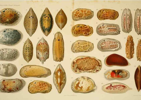 Reproducción/Reproduction 7448775724: Die ostracoden des golfes von Neapel und der angrenzenden meeres-abschnitte. Berlin,R. Friedlander,1894.