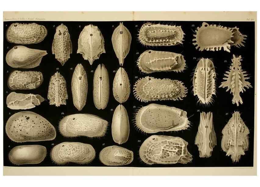 Reproducción/Reproduction 7448777006: Die ostracoden des golfes von Neapel und der angrenzenden meeres-abschnitte. Berlin,R. Friedlander,1894.