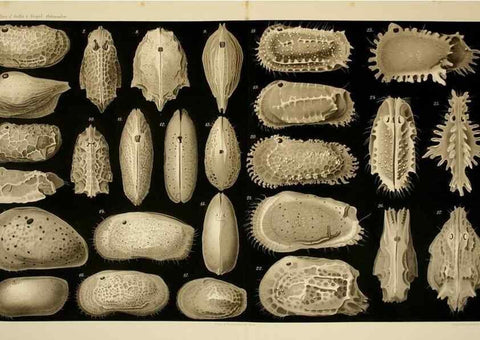 Reproducción/Reproduction 7448777006: Die ostracoden des golfes von Neapel und der angrenzenden meeres-abschnitte. Berlin,R. Friedlander,1894.