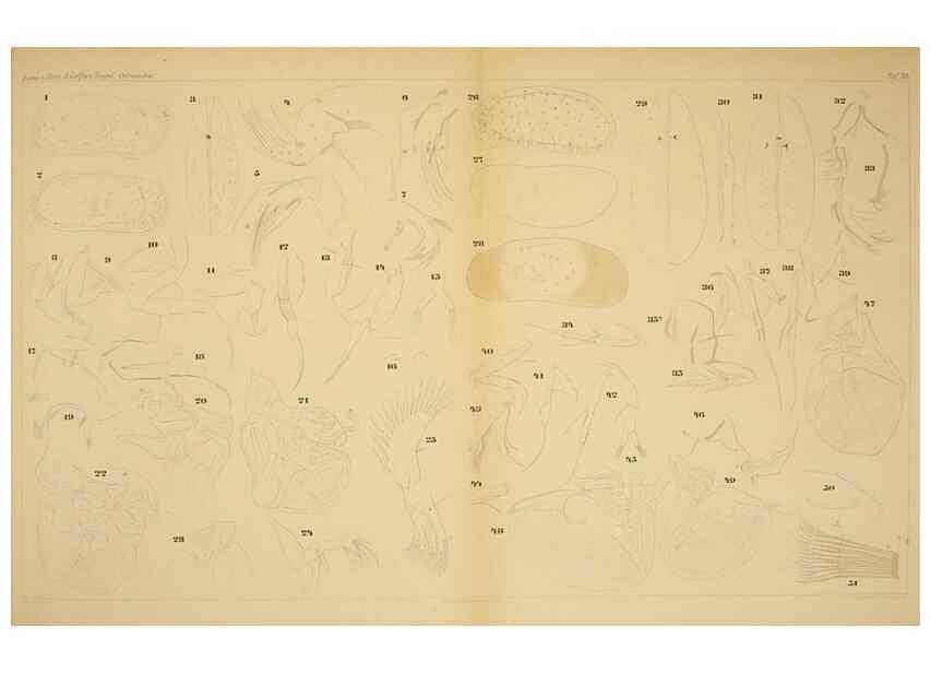 Reproducción/Reproduction 7448777822: Die ostracoden des golfes von Neapel und der angrenzenden meeres-abschnitte. Berlin,R. Friedlander,1894.