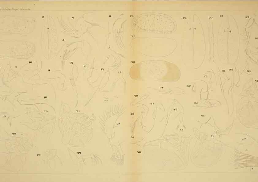 Reproducción/Reproduction 7448777822: Die ostracoden des golfes von Neapel und der angrenzenden meeres-abschnitte. Berlin,R. Friedlander,1894.