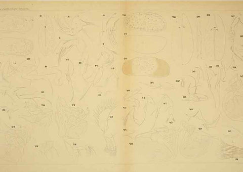 Reproducción/Reproduction 7448777822: Die ostracoden des golfes von Neapel und der angrenzenden meeres-abschnitte. Berlin,R. Friedlander,1894.