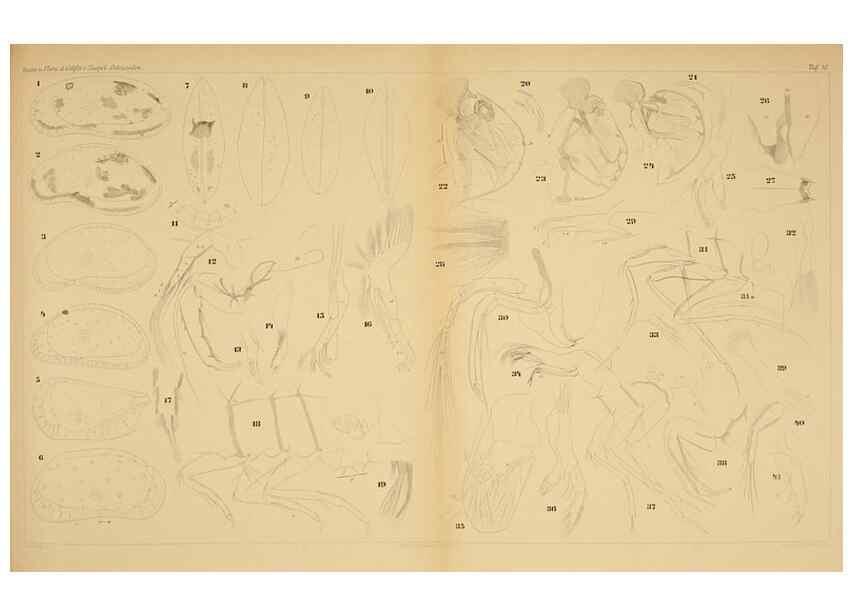 Reproducción/Reproduction 7448760690: Die ostracoden des golfes von Neapel und der angrenzenden meeres-abschnitte. Berlin,R. Friedlander,1894.