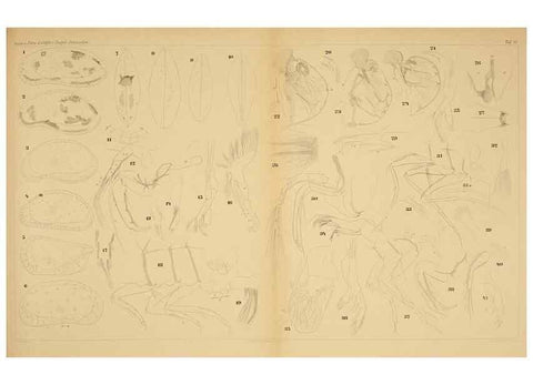Reproducción/Reproduction 7448760690: Die ostracoden des golfes von Neapel und der angrenzenden meeres-abschnitte. Berlin,R. Friedlander,1894.