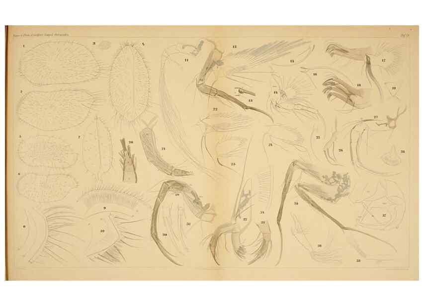 Reproducción/Reproduction 7448759696: Die ostracoden des golfes von Neapel und der angrenzenden meeres-abschnitte. Berlin,R. Friedlander,1894.