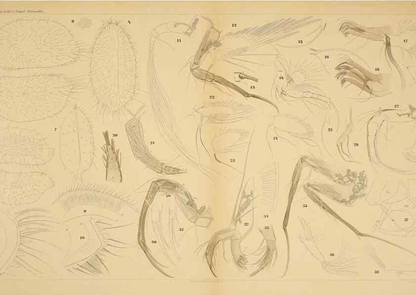 Reproducción/Reproduction 7448759696: Die ostracoden des golfes von Neapel und der angrenzenden meeres-abschnitte. Berlin,R. Friedlander,1894.