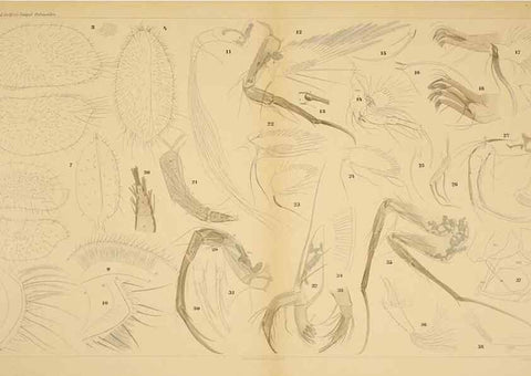 Reproducción/Reproduction 7448759696: Die ostracoden des golfes von Neapel und der angrenzenden meeres-abschnitte. Berlin,R. Friedlander,1894.