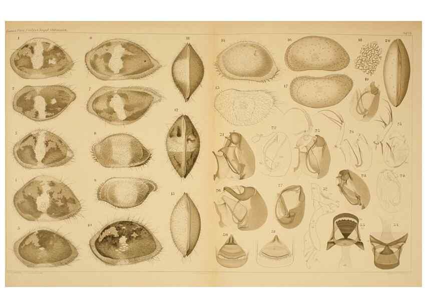 Reproducción/Reproduction 7448758226: Die ostracoden des golfes von Neapel und der angrenzenden meeres-abschnitte. Berlin,R. Friedlander,1894.