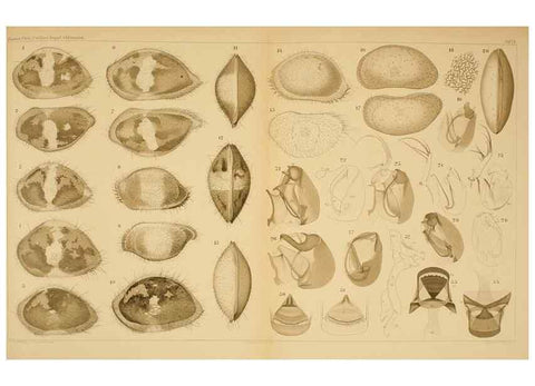 Reproducción/Reproduction 7448758226: Die ostracoden des golfes von Neapel und der angrenzenden meeres-abschnitte. Berlin,R. Friedlander,1894.