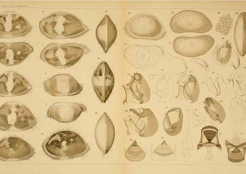 Reproducción/Reproduction 7448758226: Die ostracoden des golfes von Neapel und der angrenzenden meeres-abschnitte. Berlin,R. Friedlander,1894.