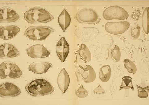 Reproducción/Reproduction 7448758226: Die ostracoden des golfes von Neapel und der angrenzenden meeres-abschnitte. Berlin,R. Friedlander,1894.