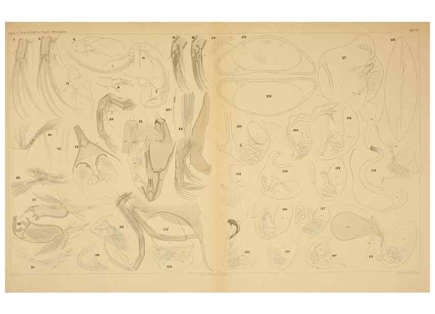 Reproducción/Reproduction 7448757104: Die ostracoden des golfes von Neapel und der angrenzenden meeres-abschnitte. Berlin,R. Friedlander,1894.