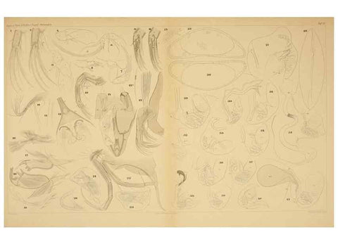 Reproducción/Reproduction 7448757104: Die ostracoden des golfes von Neapel und der angrenzenden meeres-abschnitte. Berlin,R. Friedlander,1894.