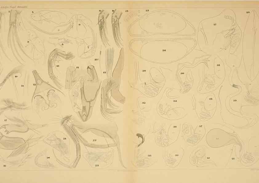 Reproducción/Reproduction 7448757104: Die ostracoden des golfes von Neapel und der angrenzenden meeres-abschnitte. Berlin,R. Friedlander,1894.