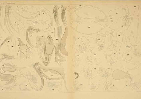 Reproducción/Reproduction 7448757104: Die ostracoden des golfes von Neapel und der angrenzenden meeres-abschnitte. Berlin,R. Friedlander,1894.