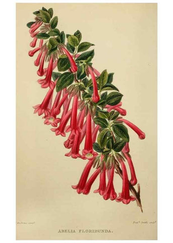 Reproducción/Reproduction 7447373848: The florist and garden miscellany.. London :Chapman and Hall,1850-1851.