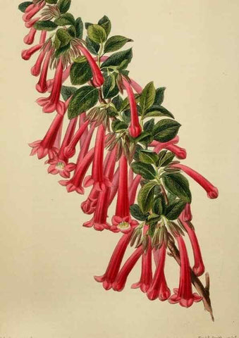 Reproducción/Reproduction 7447373848: The florist and garden miscellany.. London :Chapman and Hall,1850-1851.