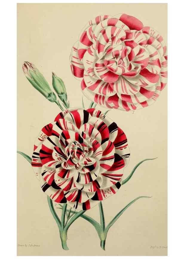Reproducción/Reproduction 7447374500: The florist and garden miscellany.. London :Chapman and Hall,1850-1851.
