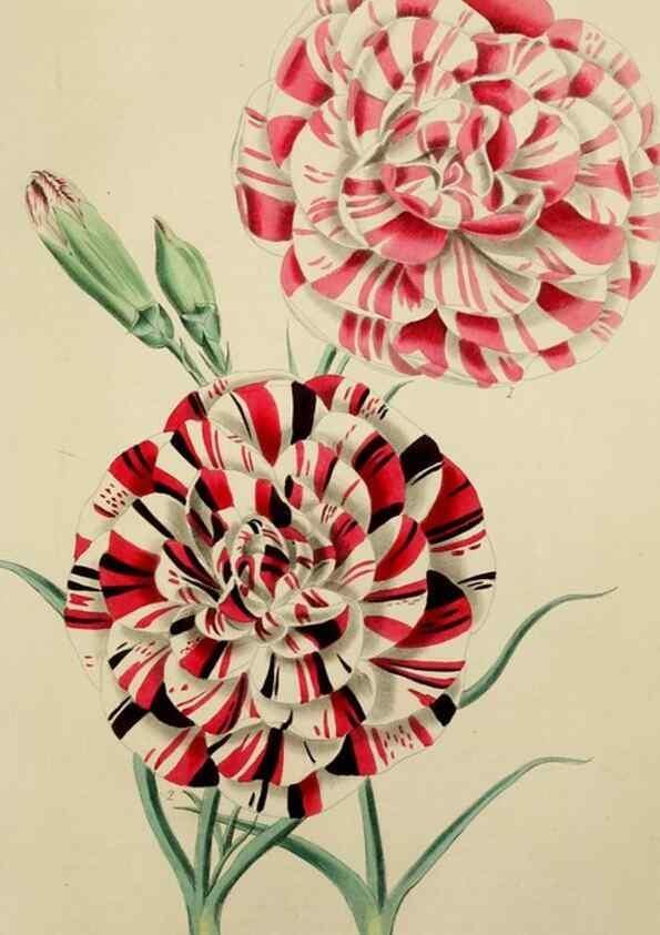 Reproducción/Reproduction 7447374500: The florist and garden miscellany.. London :Chapman and Hall,1850-1851.
