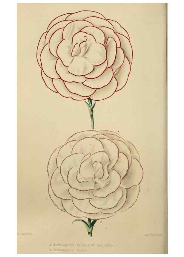 Reproducción/Reproduction 7447374998: The florist and garden miscellany.. London :Chapman and Hall,1850-1851.