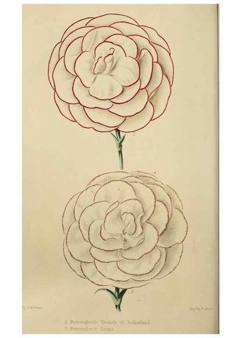 Reproducción/Reproduction 7447374998: The florist and garden miscellany.. London :Chapman and Hall,1850-1851.