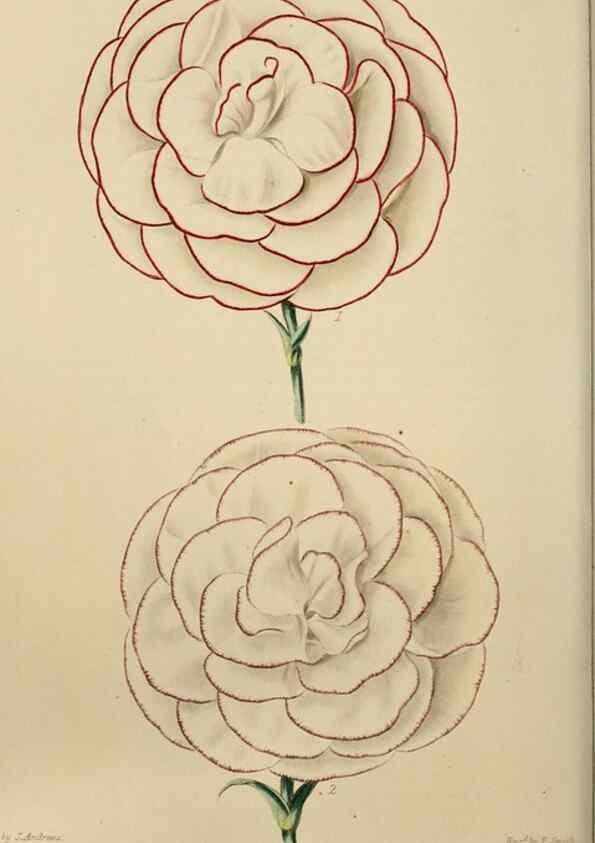 Reproducción/Reproduction 7447374998: The florist and garden miscellany.. London :Chapman and Hall,1850-1851.