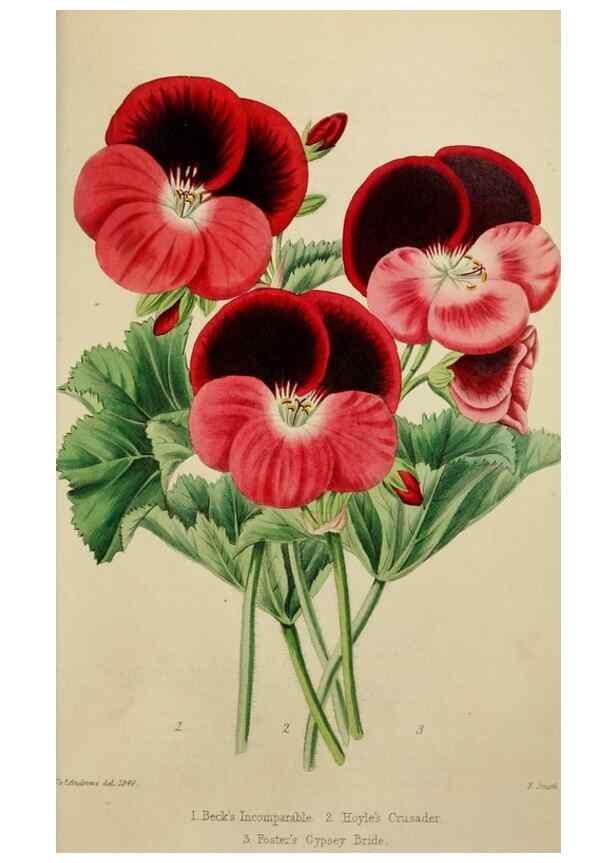 Reproducción/Reproduction 7447375612: The florist and garden miscellany.. London :Chapman and Hall,1850-1851.
