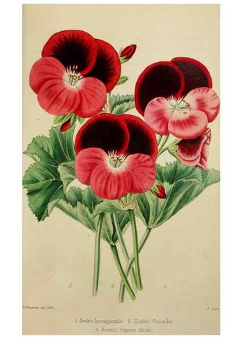 Reproducción/Reproduction 7447375612: The florist and garden miscellany.. London :Chapman and Hall,1850-1851.