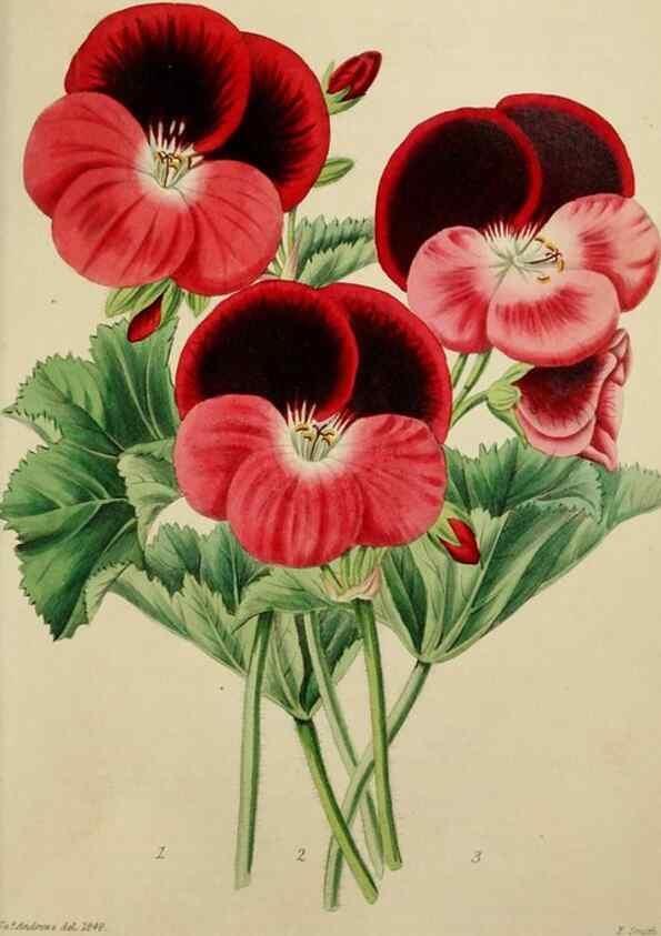 Reproducción/Reproduction 7447375612: The florist and garden miscellany.. London :Chapman and Hall,1850-1851.