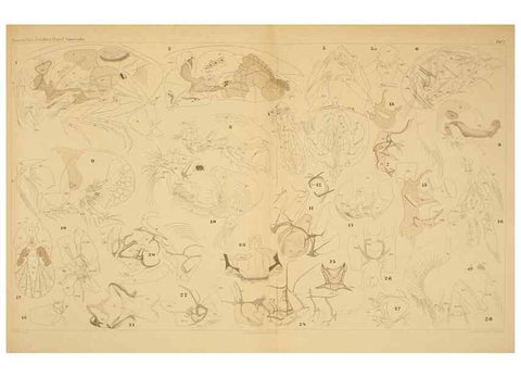 Reproducción/Reproduction 7448742200: Die ostracoden des golfes von Neapel und der angrenzenden meeres-abschnitte. Berlin,R. Friedlander,1894.