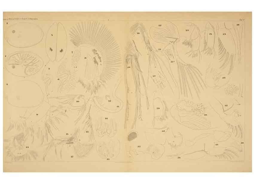 Reproducción/Reproduction 7448743846: Die ostracoden des golfes von Neapel und der angrenzenden meeres-abschnitte. Berlin,R. Friedlander,1894.