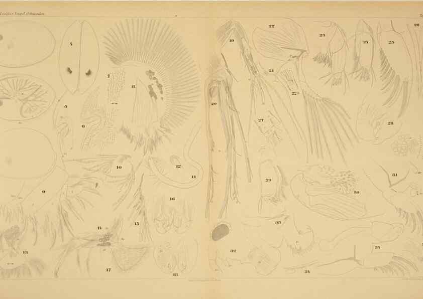 Reproducción/Reproduction 7448743846: Die ostracoden des golfes von Neapel und der angrenzenden meeres-abschnitte. Berlin,R. Friedlander,1894.