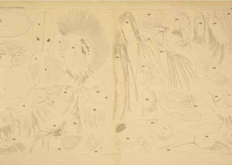 Reproducción/Reproduction 7448743846: Die ostracoden des golfes von Neapel und der angrenzenden meeres-abschnitte. Berlin,R. Friedlander,1894.