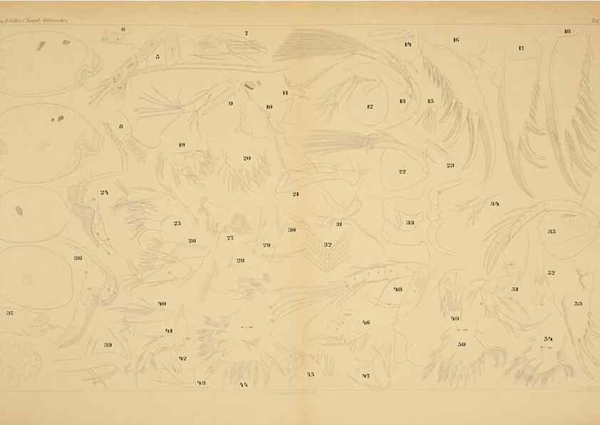 Reproducción/Reproduction 7448744644: Die ostracoden des golfes von Neapel und der angrenzenden meeres-abschnitte. Berlin,R. Friedlander,1894.