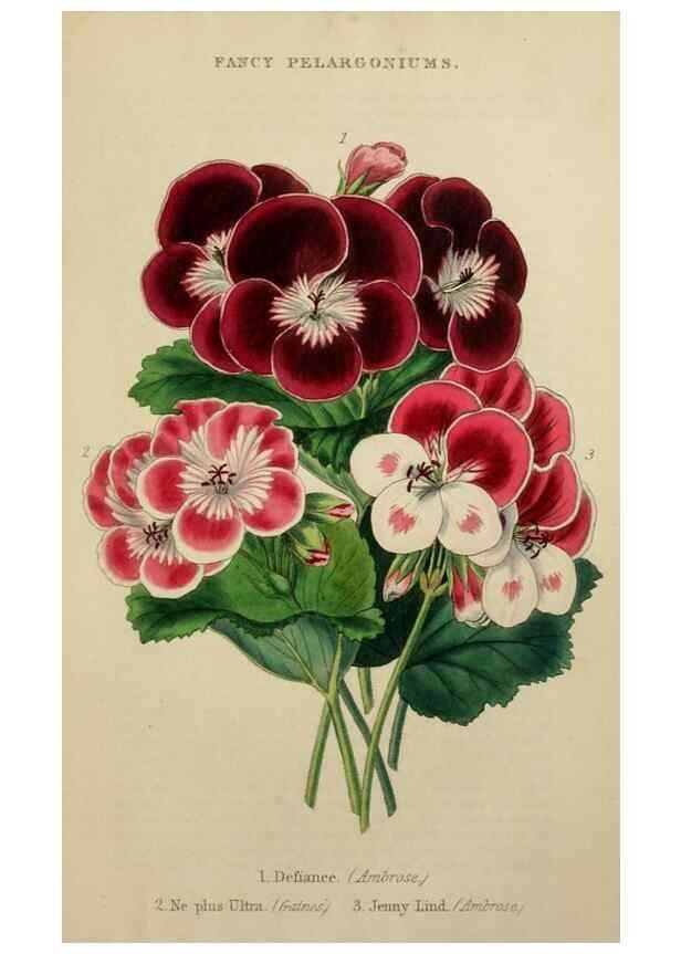 Reproducción/Reproduction 7447372662: The florist and garden miscellany.. London :Chapman and Hall,1850-1851.