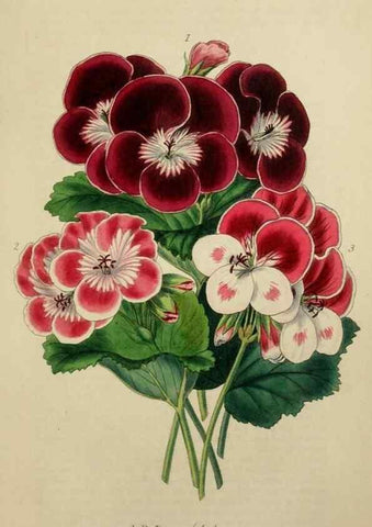 Reproducción/Reproduction 7447372662: The florist and garden miscellany.. London :Chapman and Hall,1850-1851.
